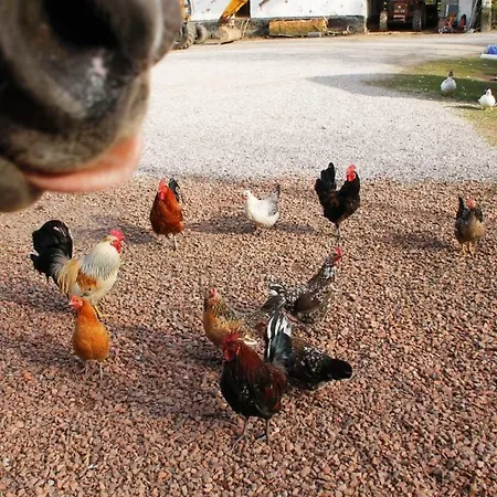 Ferme De Meraville 펜션 Nielles-les-Ardres